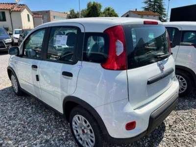 Fiat Panda 1.0 FireFly S&S Hybrid usata Lucca
