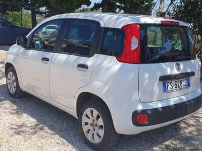 Fiat Panda 1.2 Easy Bianco usata Penne
