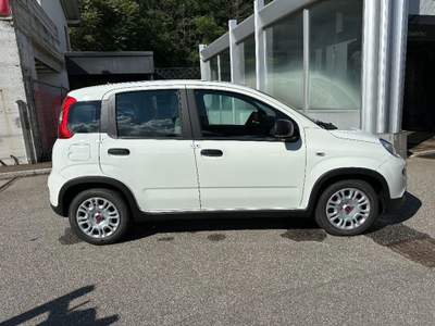 Fiat Panda 1.0 FireFly S&S Hybrid Bianco usata Cannobio