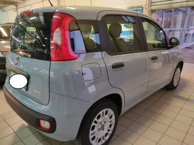 Fiat Panda 1.0 FireFly S&S Hybrid Grigio usata Cassino