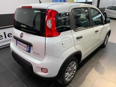 Fiat Panda 1.0 FireFly S&S Hybrid Bianco usata Tolmezzo
