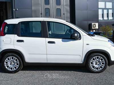Fiat Panda 1.0 FireFly S&S Hybrid Pandina Bianco usata Pianezza