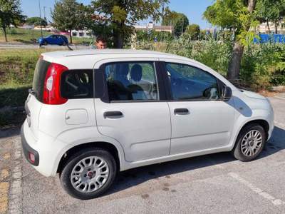 Fiat Panda cinghia nuova andrea 3316824798 Bianco usata Longiano
