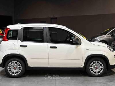 Fiat Panda 1.0 FireFly S&S Hybrid Bianco usata Frosinone