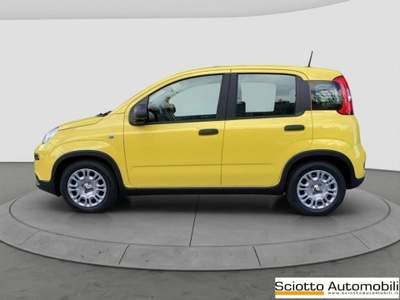 Fiat Panda 1.0 FireFly S&S Hybrid Giallo usata MESSINA