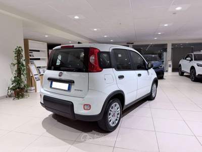 Fiat Panda Panda 1.0 firefly hybrid s Bianco usata Savona