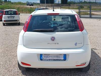 Fiat Punto Punto 1.2 8V 5 porte Street usata Laterina