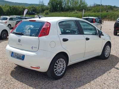 Fiat Punto Punto 1.2 8V 5 porte Street usata Laterina