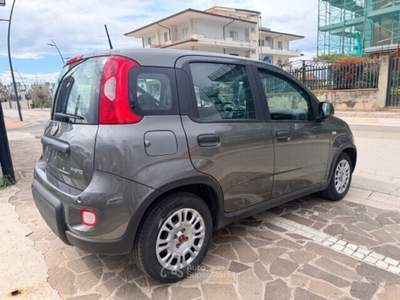 Fiat Panda FireFly S&S Hybrid Grigio usata Cellole