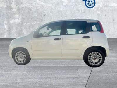 Fiat Panda Panda 1.0 FireFly S&S Hybrid Bianco usata Laterina