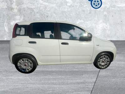 Fiat Panda Panda 1.0 FireFly S&S Hybrid Bianco usata Laterina