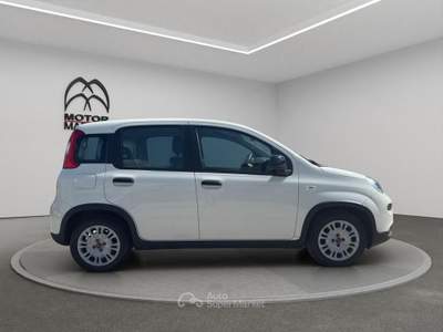 Fiat Panda 1.0 FireFly Hybrid Bianco usata Roma