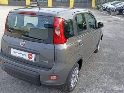 Fiat Panda 1.0 FireFly S&S Hybrid Grigio usata Porcia